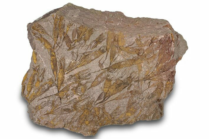 Eocrinoid (Ascocystites) Mortality Plate - Ordovician #305173